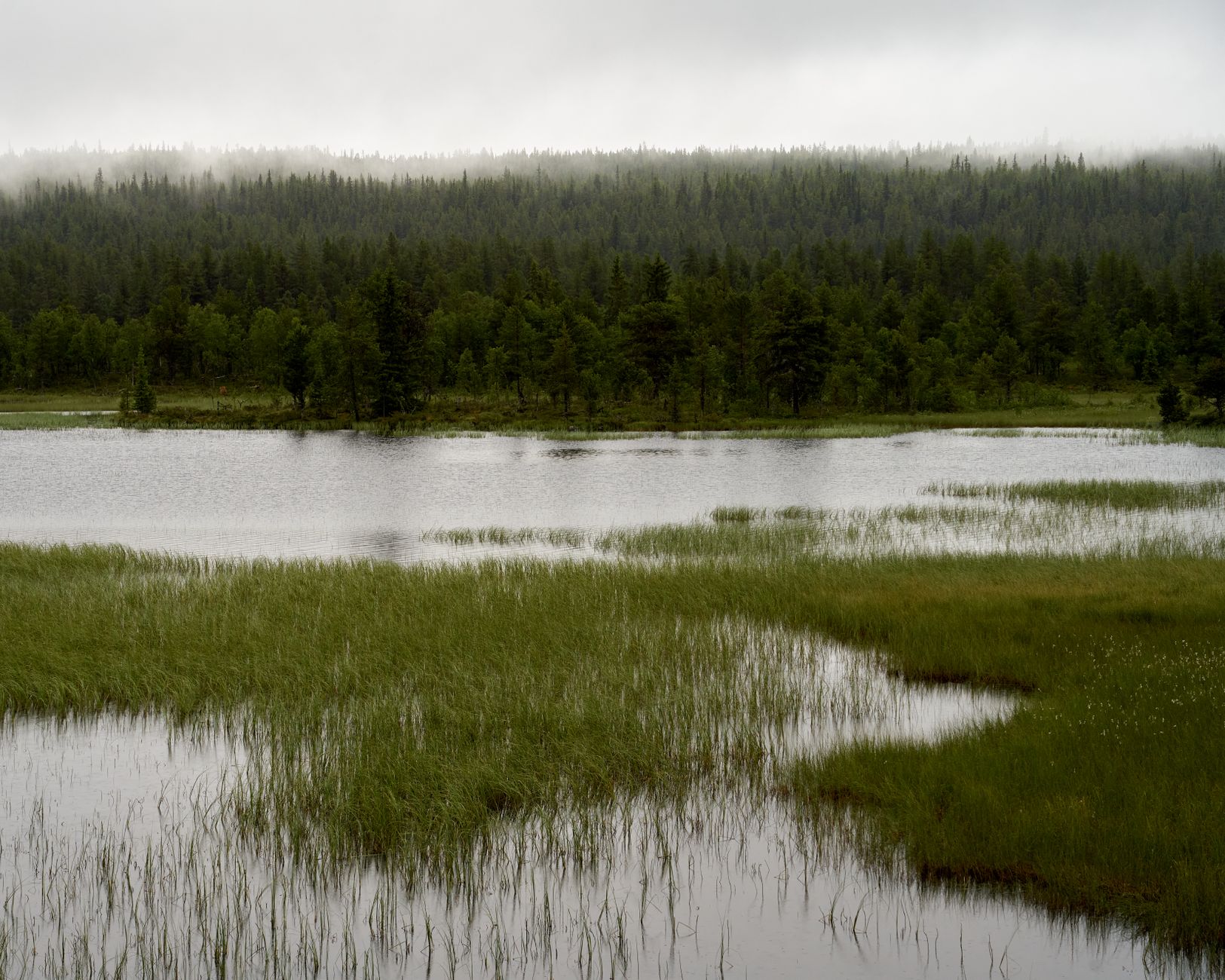 Zone humide aux herbes hautes et plans d'eau devant une forêt de conifères sous un ciel brumeux
