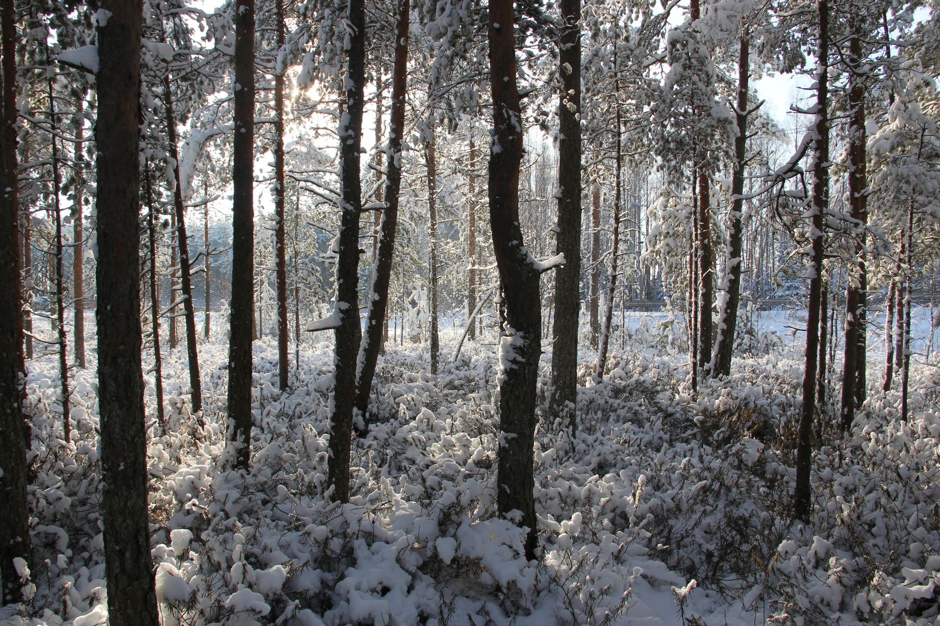 Forêt de pins enneigée, sous-bois et jeunes arbres recouverts de neige fraîche